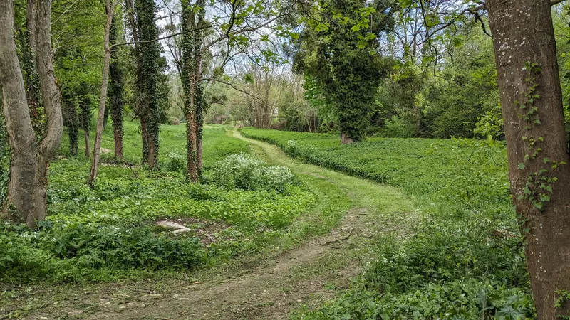 Chemin enherbé dans un espace vert en gestion différenciée